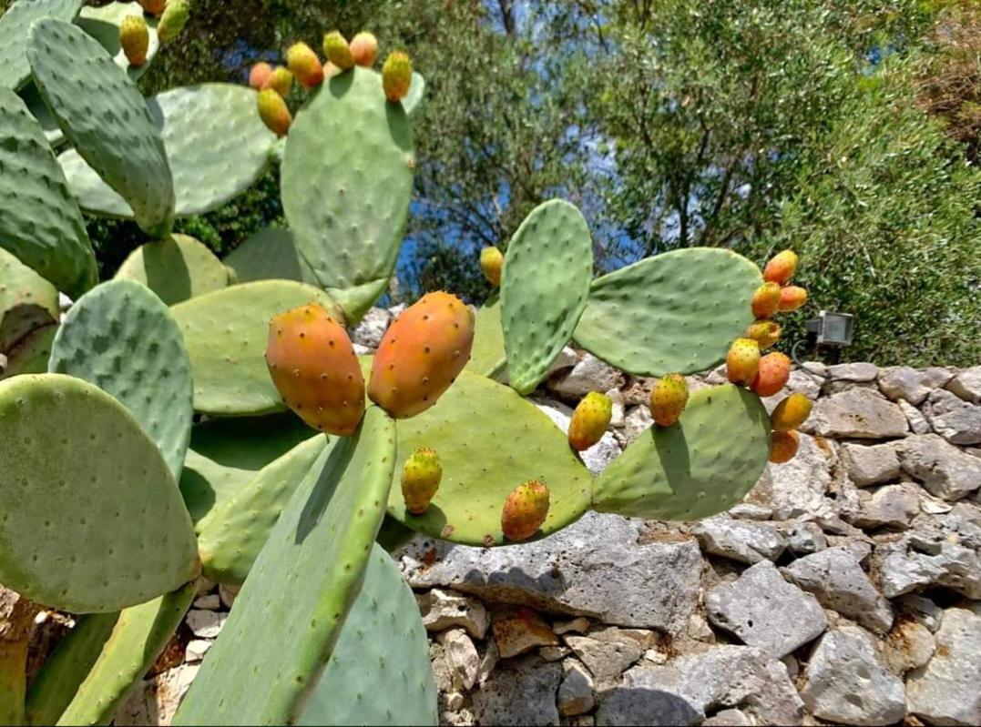Trullo Dimora Di Pietra Gallipoli Baia Di Gallipoli Eksteriør billede